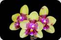 Phal. Miro Red Dragon Wilson 323